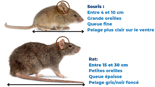 Rats et Souris, quels rongeurs et comment les traiter ?